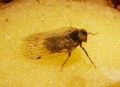 Reptalus sp.